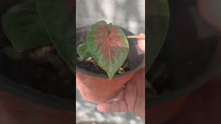 caladium plantas paletapintor [upl. by Dric619]