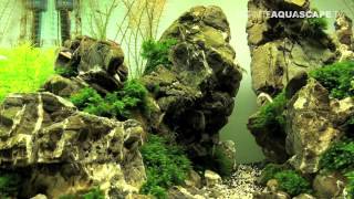 Aquascaping  Planted aquarium 60x40x40 [upl. by Cram111]