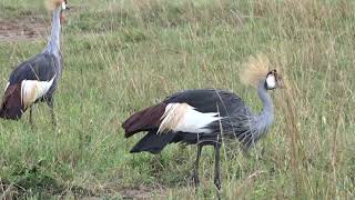 A beautiful GreyCrowned Crane couple feeding in tall grass [upl. by Inor]