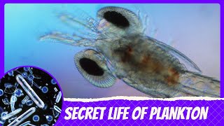 Microscopic Giants The Secret Life of Plankton [upl. by Laaspere]