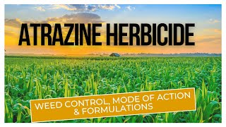 Atrazine Herbicide Effective Weed Control for Agriculture  Mode of Action amp Formulations [upl. by Horbal]