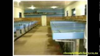 Malawi Cichlid Tropical Fish Farm Rrivendell Hatchery [upl. by Yvon484]