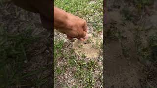 Feeding Red Ants ants [upl. by Atima]