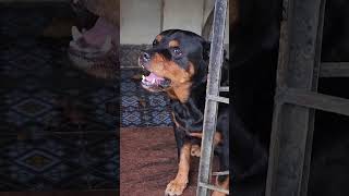 Dog barking video angrypets cuteanimal automobile angrypuppy cutepet rottweilerpuppy [upl. by Yuzik767]