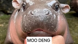 Moo Deng the Hypo Become a Superstar on Internet [upl. by Suzanna662]