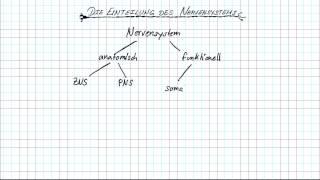 Das Nervensystem einfach erklärt [upl. by Juetta]