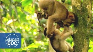 Macaques Documentary  Wild Animals  Planet Doc Full Documentaries [upl. by Ellmyer]