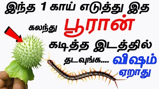 இனி கடித்தால் விஷம் ஏறாது  pooran kadi marunthu in tamil  health tips in tamil [upl. by Aerdnaxela]