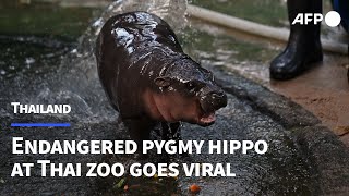 Endangered pygmy hippo at Thai zoo goes viral  AFP [upl. by Rains]