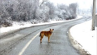 Snowy  a homeless dog wandering the street [upl. by Edana]