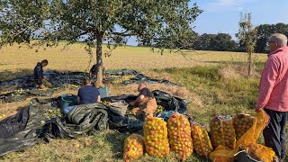 Apfelernte auf unserer Streuobstwiese – Alte Apfelsorten für Apfelsaft amp Apfelwein  Teil 1 [upl. by Irrac216]