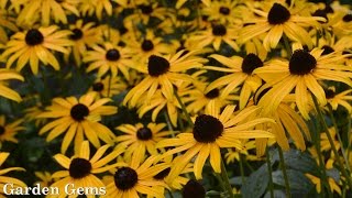 Blackeyed susan Rudbeckia fulgida Goldstrum [upl. by Notrem]