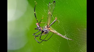 Nephila pilipes eating Yellow barred flutterer Dragonfly [upl. by Anielram20]