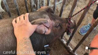 Clipping Show Pigs Full Version 1080p HD [upl. by Ilram]