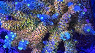 Expert Guide Fragging Rare HighEnd Acropora Tenuis Like a Pro StepbyStep [upl. by Sibylle849]