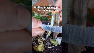 Grow🍎 plant from seed and grafting it for more fruits [upl. by Nylra488]