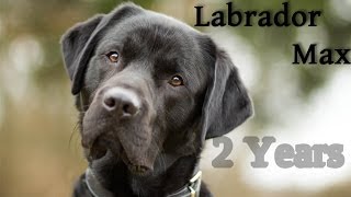 Labrador Retriever Max  2 Years [upl. by Thecla]