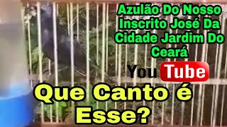 Que Canto é Desse Azulão Vídeo 37° [upl. by Ayerhs427]