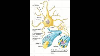 Difference between myelinated and non myelinated nerve fiber [upl. by Nedyah]