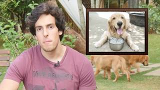 COMO FAZER SEU CÃO BEBER MAIS ÁGUA  Bom Pra Cachorro [upl. by Whitcher]