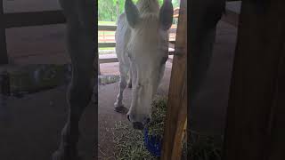 My Percheron horse Jewel opens the farm door for me [upl. by Irim]