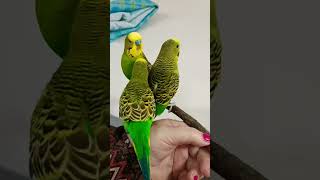 Beautiful Budgerigars youtubeshorts shorts dynamicquest [upl. by Sharl]