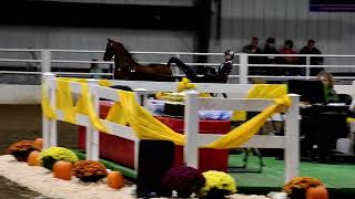 Linda and Sam in Class 76  Hackney Amateur Roadster Pony at Spooktacular Horse Show on 10192024 [upl. by Latif]