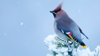 Birds of Norway  Winter [upl. by Yvan55]