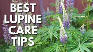 Perennial Lupine Care Tips For Huge Healthy Purple Flowers 💜 [upl. by Farika805]