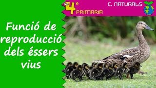 Ciències de la Naturalesa 4t Primària Tema 4 Funció de reproducció en els éssers vius [upl. by Anaizit]