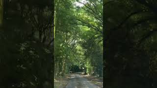 beautiful greenery road way from spilsby to skendleby [upl. by Alolomo]