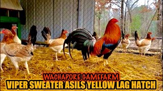 Viper Sweater Asils Yellow Leg Hatch  WACHAPORE GAMEFARM [upl. by Pinette]