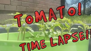 Time Lapse Tiny Tomato Plant Sub Arctic Plenty [upl. by Odysseus924]