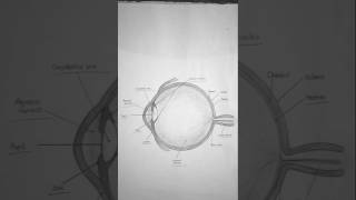 Eye diagram youtubeshorts drawing class10th [upl. by Gaulin869]