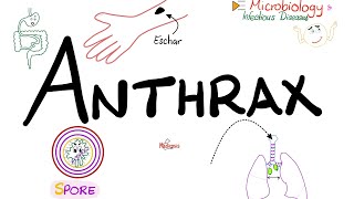 Anthrax  Causes Symptoms Diagnosis Treatment  Bacillus anthracis  Microbiology 🧫 [upl. by Dorolisa850]