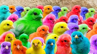 Menangkap ayam lucu ayam warna warni ayam rainbow bebek angsa ikan hias ikan cupang Kelinci [upl. by Zohar]