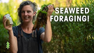 How to Forage Seaweed and Make A Delicious Seasoning Hands On with Milkwood Permaculture [upl. by Larcher]