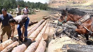 La MADERA Tala del árbol arrastre y transporte con caballerías y su aprovechamiento  Documental [upl. by Effie467]