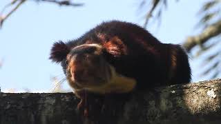 Malabar squirrel en route to GeddaiMulli Nilgiris District [upl. by Niatsirt568]