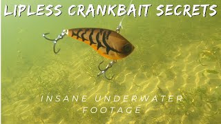 Lipless Crankbait fishing  Insane Underwater Footage [upl. by Ytiak]