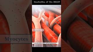 Conduction Of The Heart  cardiology shorts [upl. by Holmes]