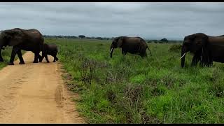 Elephant in Mikumi Look Tanzania Safari [upl. by Olimreh]