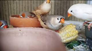 Finches enjoying soft foodHM birds zone12102024 [upl. by Cybil190]