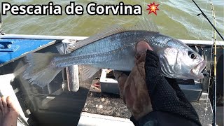 Foi Só Chegar No Ponto Das Corvina  E Já Começamos A Pegar 😱 [upl. by Thomey128]