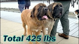 Siberian Husky meets two giant English Mastiffs with total weight 425 lbs [upl. by Aicelf]