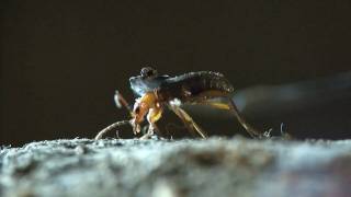 Bombardier beetle  filmed 2009 [upl. by Oderfla]