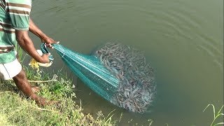 PRAWN CATCHING AT POND [upl. by Akeyla799]