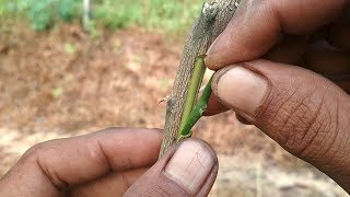 How to Budding Citrus tree [upl. by Brower]