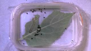 Timelapse of Fall Webworm Feeding アメリカシロヒトリ亜終齢幼虫（蛾）の食事：微速度撮影 [upl. by Aldrich]