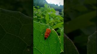 Brightly coloured bugcolourfull insect [upl. by Noella]